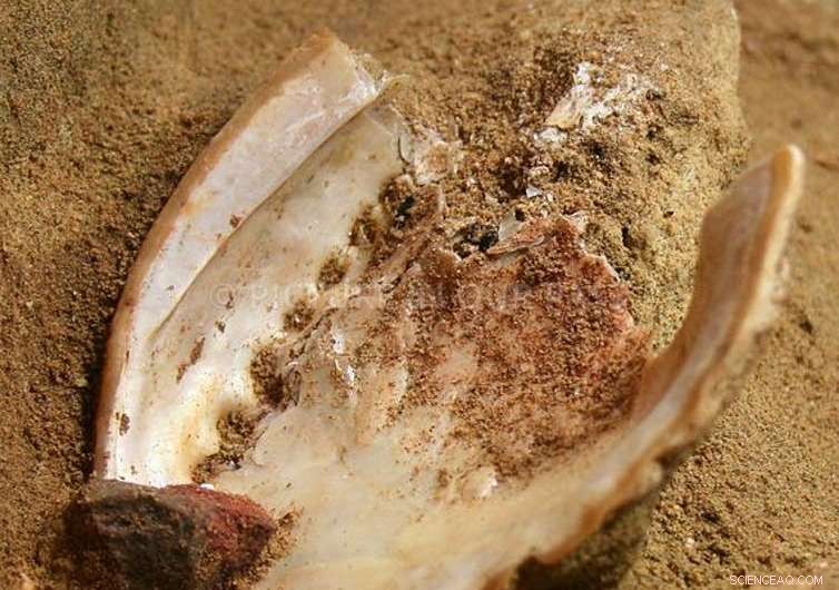 Virtual Reality Revitalizes African Fossils, Art, and Artefacts