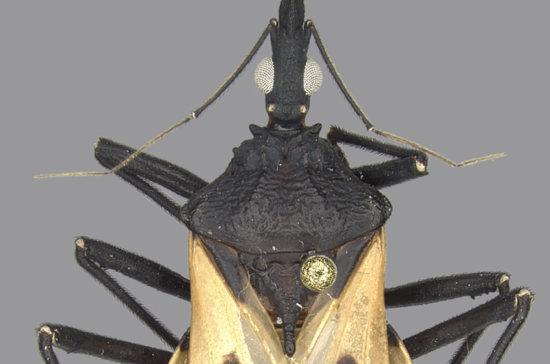 Scientists Discover Unexpected Hosts for Chagas Disease Vectors