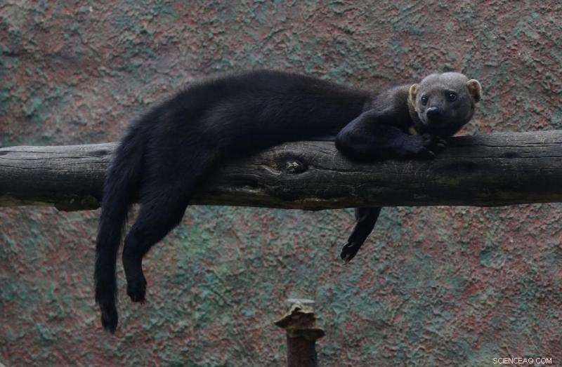 Scientists Discover Unexpected Hosts for Chagas Disease Vectors