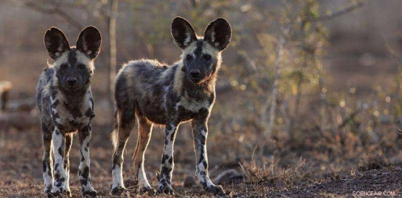 Decoding Animal Decision-Making: How Species Vote to Choose Their Groups