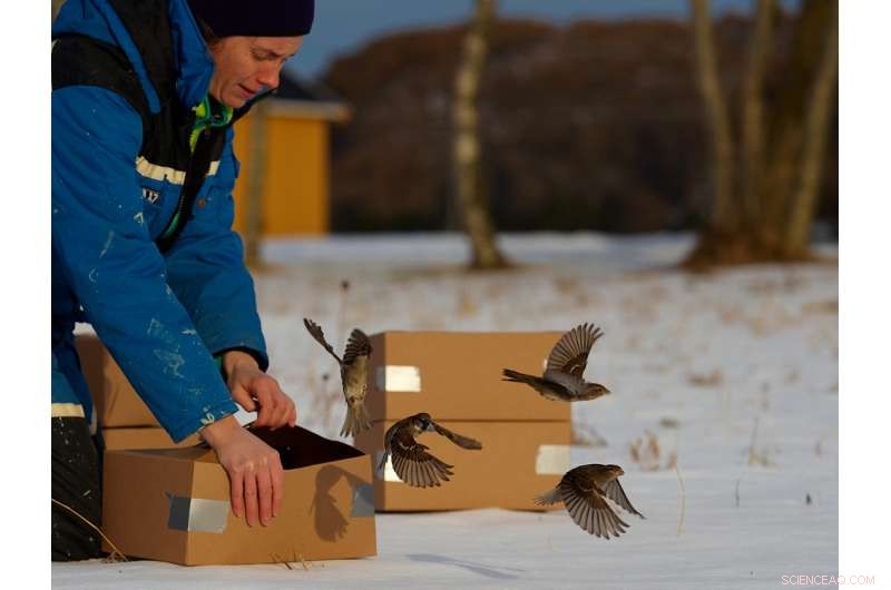 House Sparrows vs. Geese: Understanding Size Differences