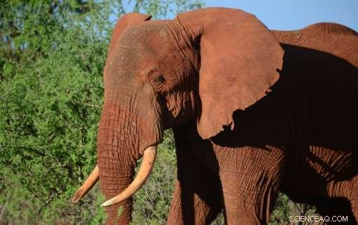 Kenya s Illegal Grazing Threatens Wildlife: An Urgent Conservation Crisis