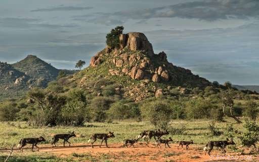Kenya s Illegal Grazing Threatens Wildlife: An Urgent Conservation Crisis