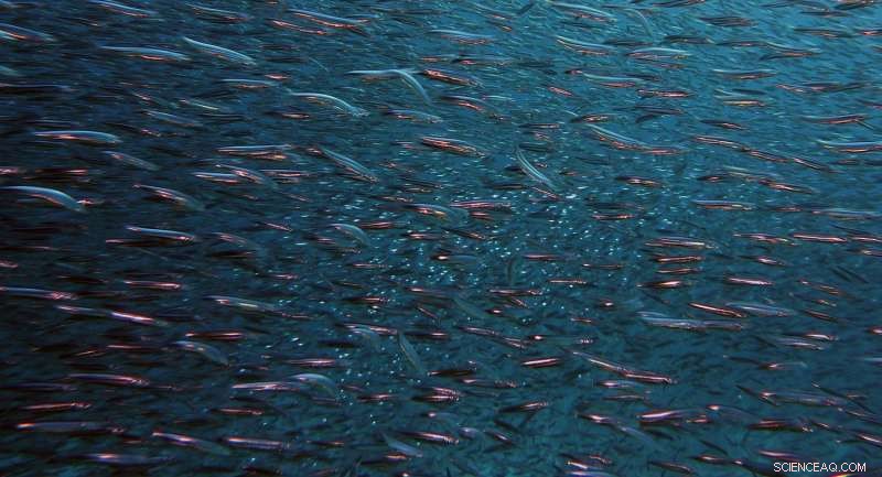 Reconstructing the Past to Safeguard Our Oceans: Insights from Historical Fishing Records