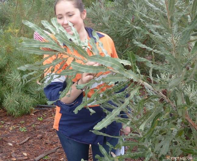 Urban Expansion Threatens Plant Reproduction in Perth