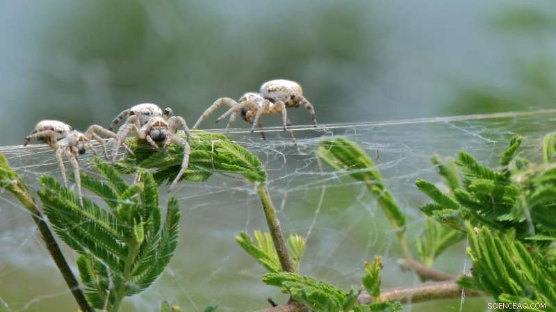Study Reveals Virgin Velvet Spiders Voluntarily Submit to Cannibalism by Their Young
