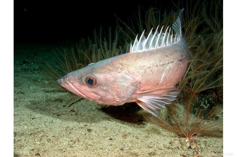 Protected Waters Drive Recovery of West Coast Rockfish Populations