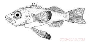 Protected Waters Drive Recovery of West Coast Rockfish Populations