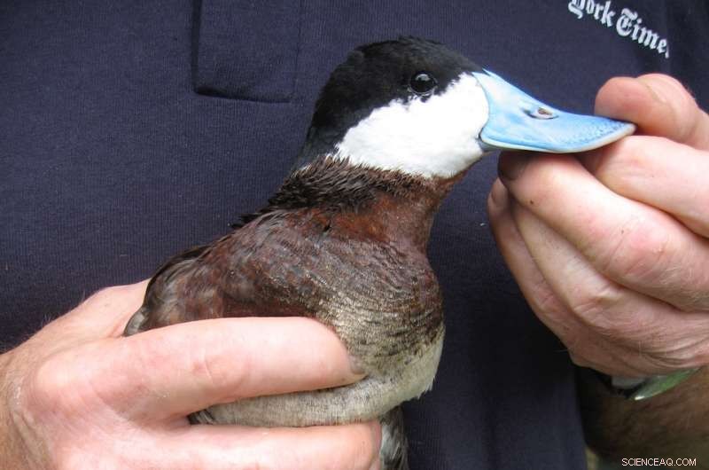 Social Environment Influences Duck Penis Size, New Study Reveals