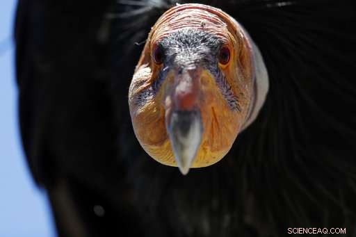 California Condors Soar Again: A Triumph Over Near Extinction