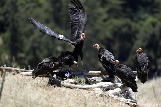 California Condors Soar Again: A Triumph Over Near Extinction
