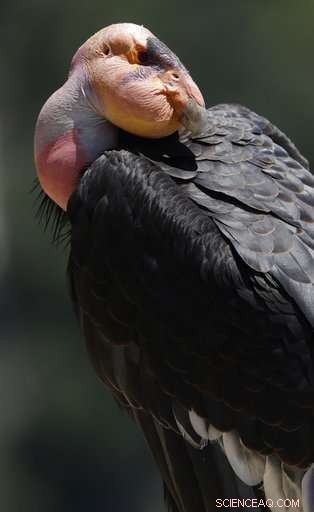California Condors Soar Again: A Triumph Over Near Extinction