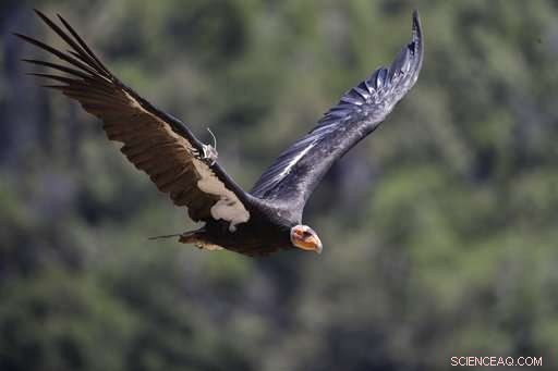 California Condors Soar Again: A Triumph Over Near Extinction
