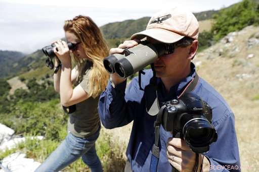 California Condors Soar Again: A Triumph Over Near Extinction