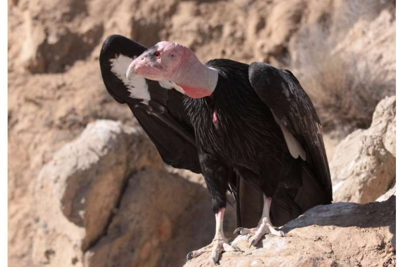 Will California Condors Return to Northern California?