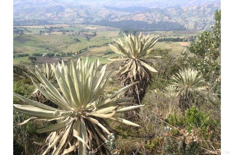 Reconstructing Evolution: From Genetics to Metabolic Analysis in Andean Plants