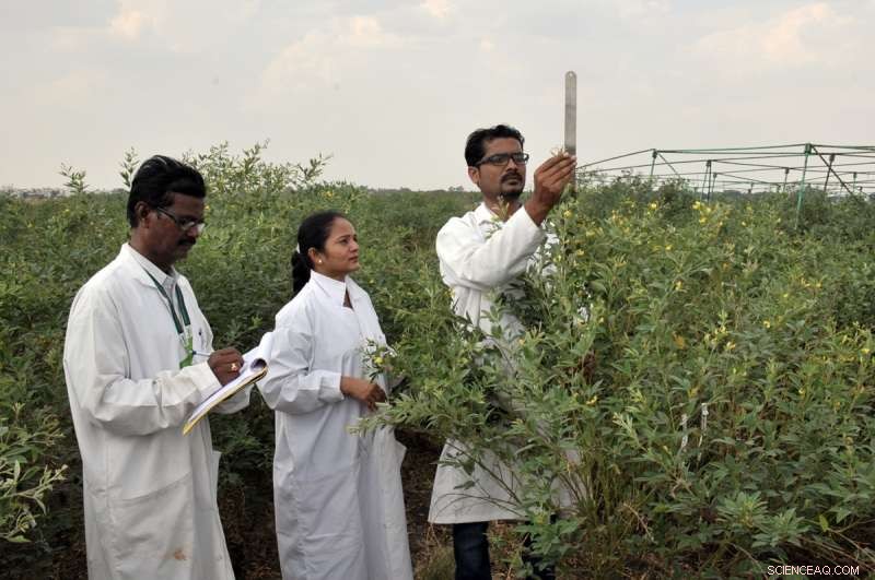 Unlocking Legume Potential: Overcoming Wild Relative Barriers