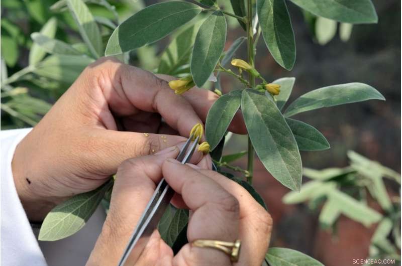 Unlocking Legume Potential: Overcoming Wild Relative Barriers