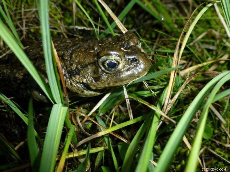 Urgent Action Needed: Battling a Deadly Fungus Threatening Amphibians