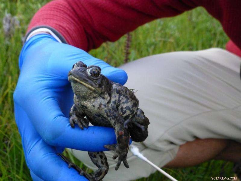 Urgent Action Needed: Battling a Deadly Fungus Threatening Amphibians