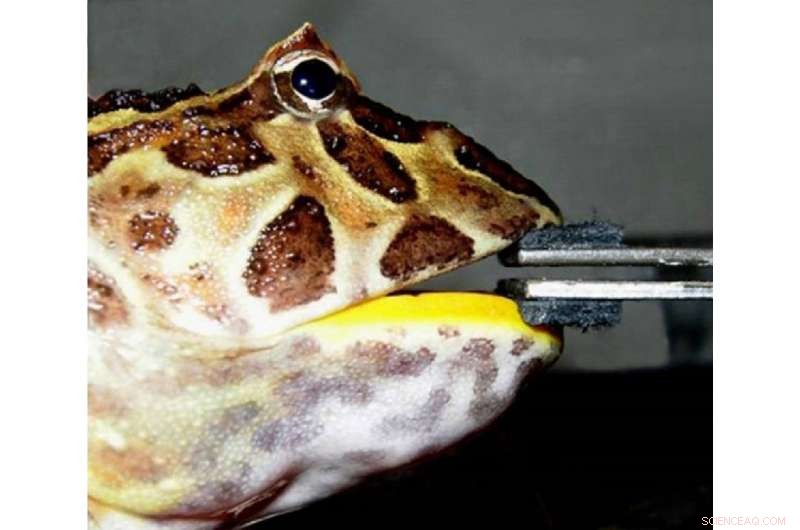 Research Reveals Frog with Bite Force Strong Enough to Take Down Dinosaurs