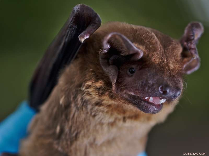 Bats Predict Weather to Optimize Flight Paths