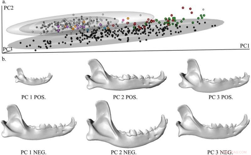 3D Fossil Analysis Illuminates Dog Domestication Debate