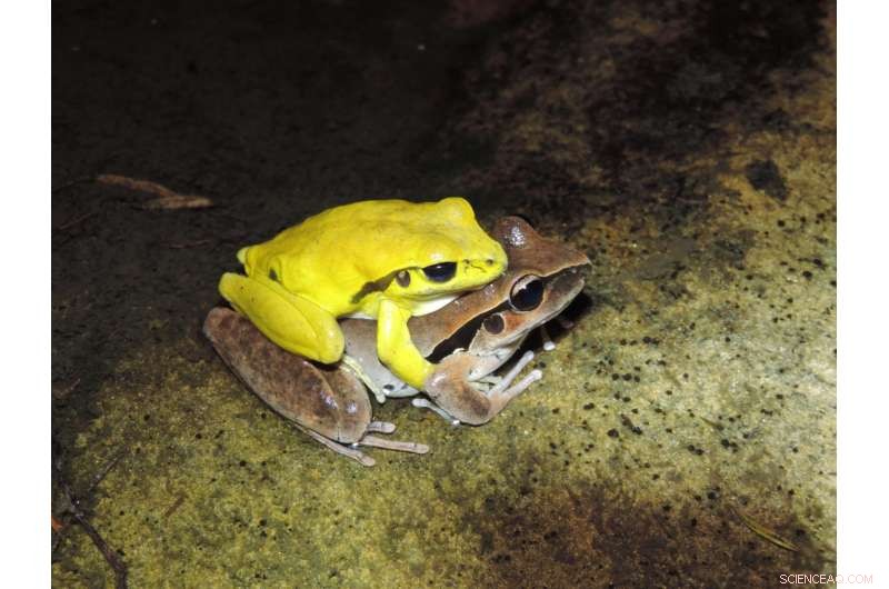 Hundreds of Male Frog Species Dramatically Change Color During Mating Season