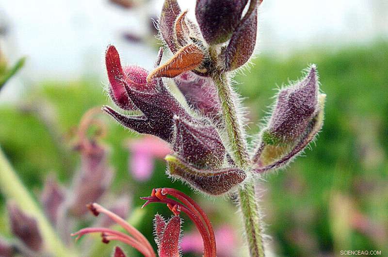 Plants Combine Color and Fragrance to Attract Pollinators
