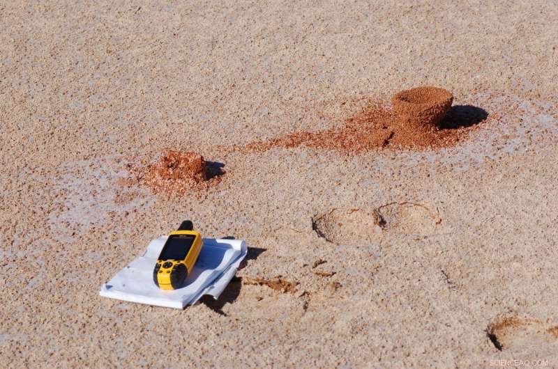 New Melophorus Ant Species Reveal Australia s Heat‑Loving Diversity