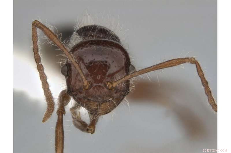 New Melophorus Ant Species Reveal Australia s Heat‑Loving Diversity