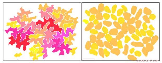Probabilistic Modeling of Cell Size Distribution in Plant Leaf Epidermis