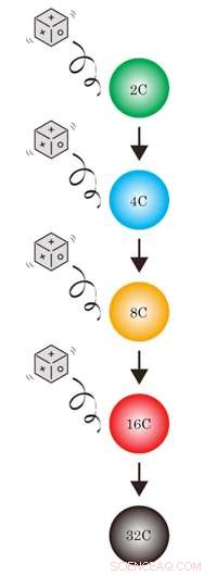 Probabilistic Modeling of Cell Size Distribution in Plant Leaf Epidermis