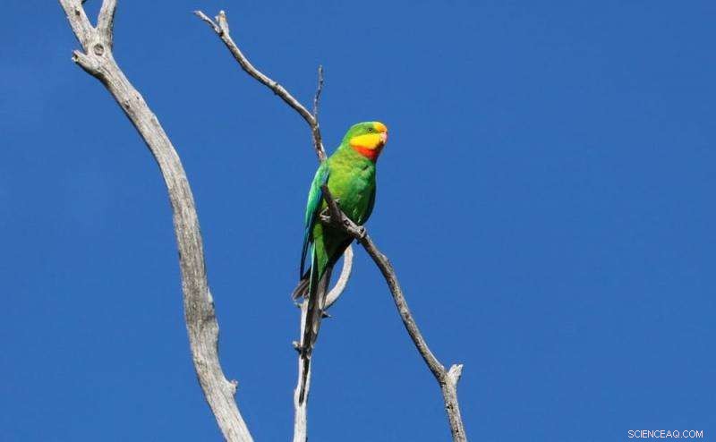 Assessing Historic Stock Routes Risks to Rare Native Flora and Fauna