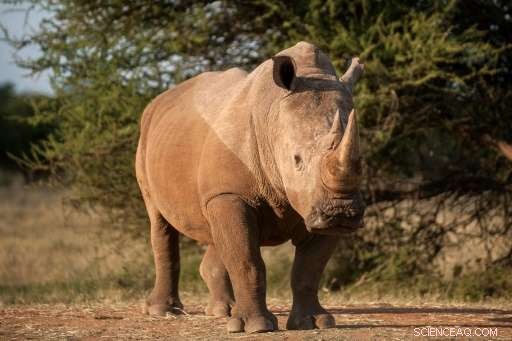 Poaching in Africa Escalates to War-Like Levels, Task Force Urges Urgent Action