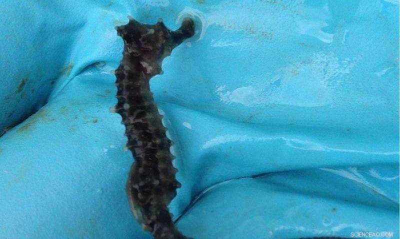 Solent Oyster Restoration Yields Remarkable Biodiversity: Seahorses and Endangered Eels