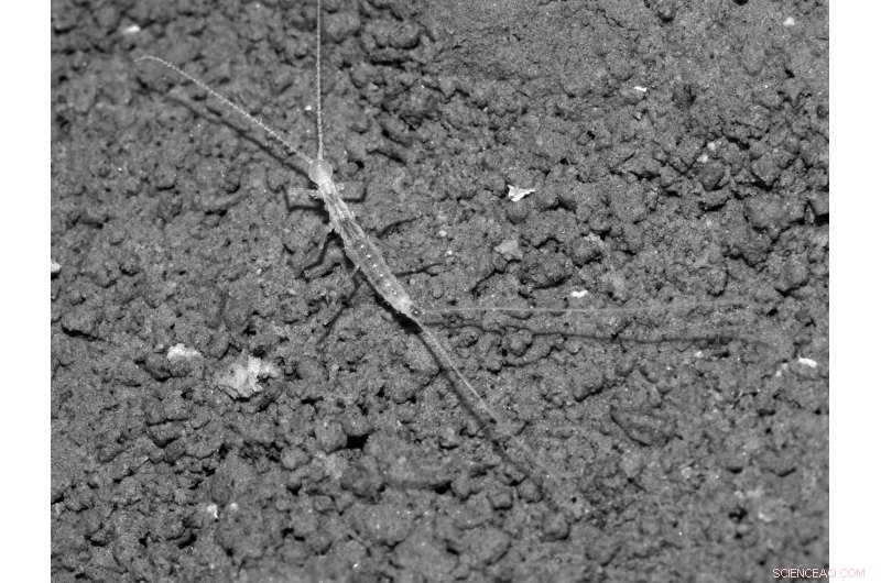 New Species Unearthed in Turkmenistan s Kaptarhana Cave