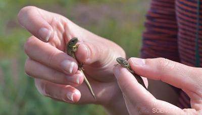 Rare Sand Lizards Reintroduced to Britain’s Natural Habitats, Study Begins