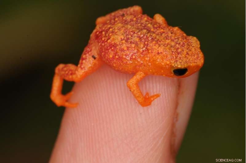 Tiny Brazilian Frogs Cannot Hear Their Own Calls, Revealing New Insight into Amphibian Communication