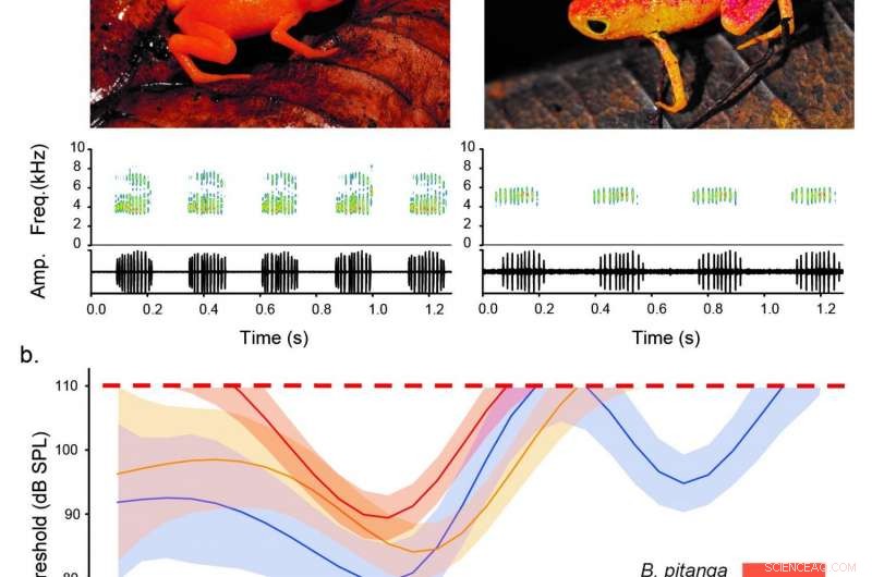 Tiny Brazilian Frogs Cannot Hear Their Own Calls, Revealing New Insight into Amphibian Communication