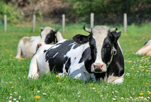 Researchers Identify and Contain Newly Discovered Cattle Disease