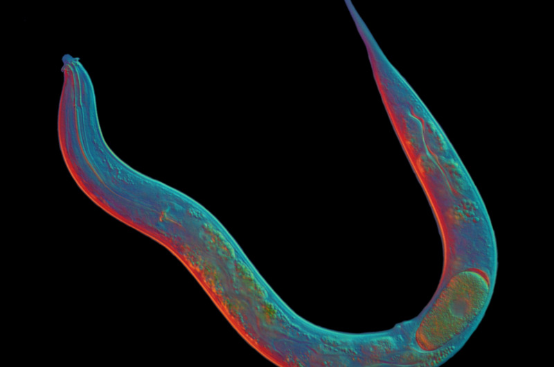 Scientists Decode Genome of Asexual Worm, Tracing 18‑Million‑Year Lineage