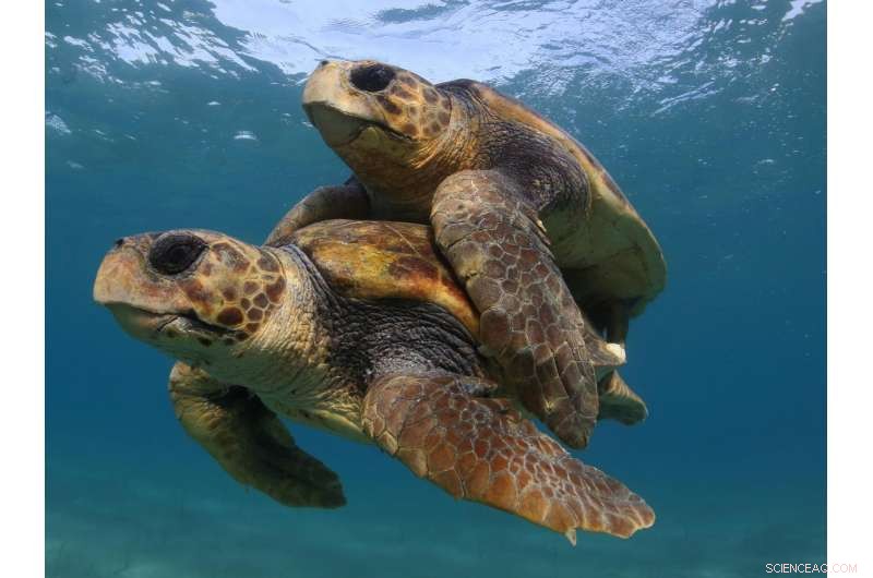 Sea Turtle Conservation Achieves Global Success, Scientists Report