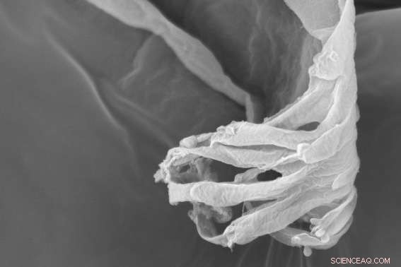 New Study Reveals How African Tsetse Flies Feed: Insights from Bristol Researchers