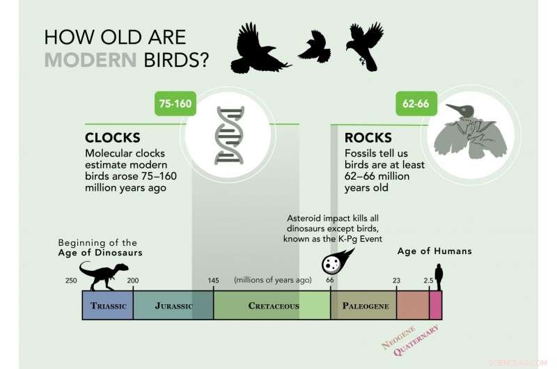 Asteroid Impact Accelerated Avian Evolution: How the K-Pg Event Shaped Modern Birds