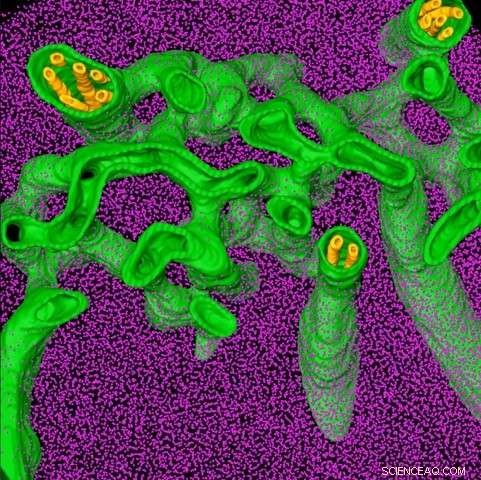 New Research Reveals How Algae Capture CO₂ from the Atmosphere