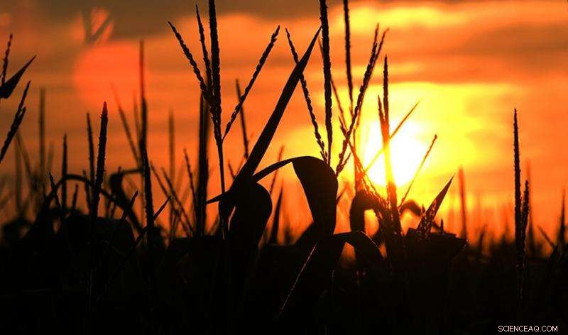 Excess Sunlight Harms Both Humans and Plants: What You Need to Know