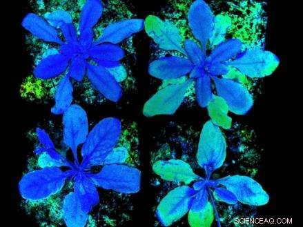 Excess Sunlight Harms Both Humans and Plants: What You Need to Know