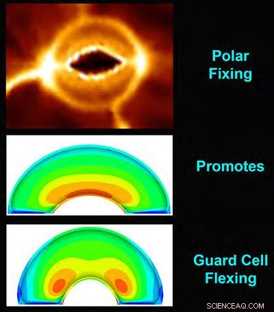 Groundbreaking Research Reveals How Plants Truly Breathe