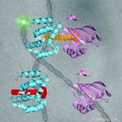 Reactivating Evolutionary Light-Sensitive Protein for Medical Breakthroughs
